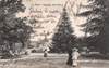 cartolina di siena