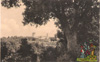 cartolina di siena