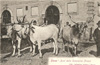 cartolina di siena