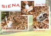 cartolina di siena