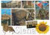 cartolina di siena