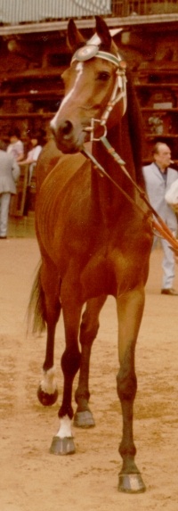 Speranza