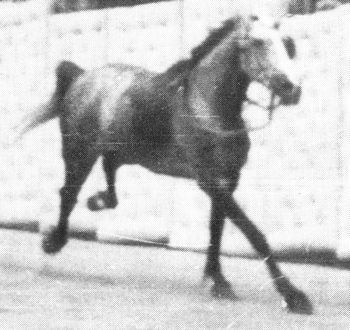 Stella II