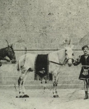 stornino
