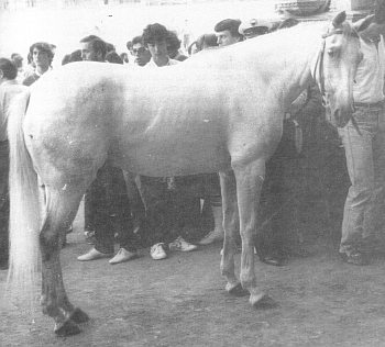 Tessera