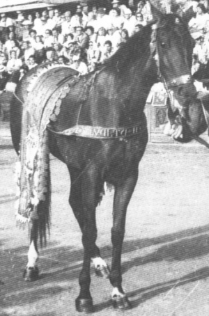 Zanetta